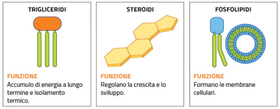 Trigliceridi-steroidi-fosfolipidi