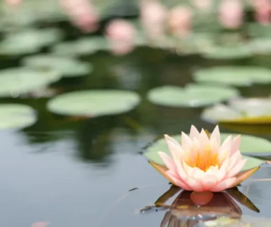 Illustrazione fotografica di un fiore di loto rosa e bianco in piena fioritura, che emerge luminoso e pulito da acqua scura e stagnante. Simboleggia la salute cellulare e la bellezza che fioriscono superando il 'blocco' dell'infiammazione di basso grado e del gonfiore cronico.