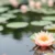 Illustrazione fotografica di un fiore di loto rosa e bianco in piena fioritura, che emerge luminoso e pulito da acqua scura e stagnante. Simboleggia la salute cellulare e la bellezza che fioriscono superando il 'blocco' dell'infiammazione di basso grado e del gonfiore cronico.