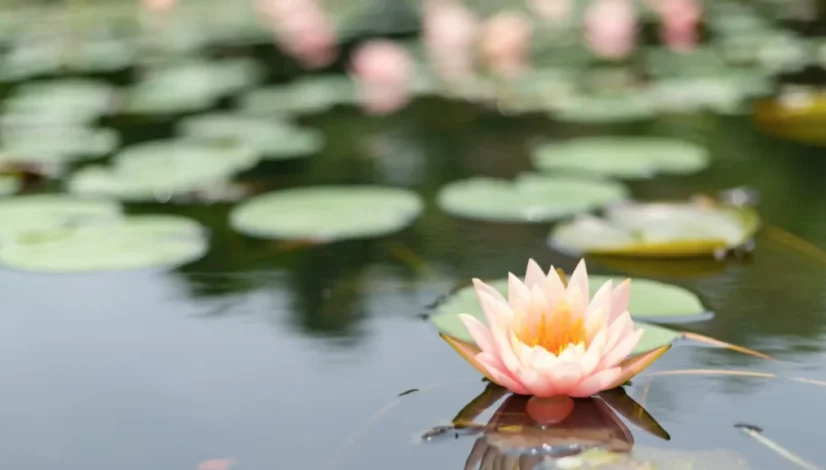 Illustrazione fotografica di un fiore di loto rosa e bianco in piena fioritura, che emerge luminoso e pulito da acqua scura e stagnante. Simboleggia la salute cellulare e la bellezza che fioriscono superando il 'blocco' dell'infiammazione di basso grado e del gonfiore cronico.