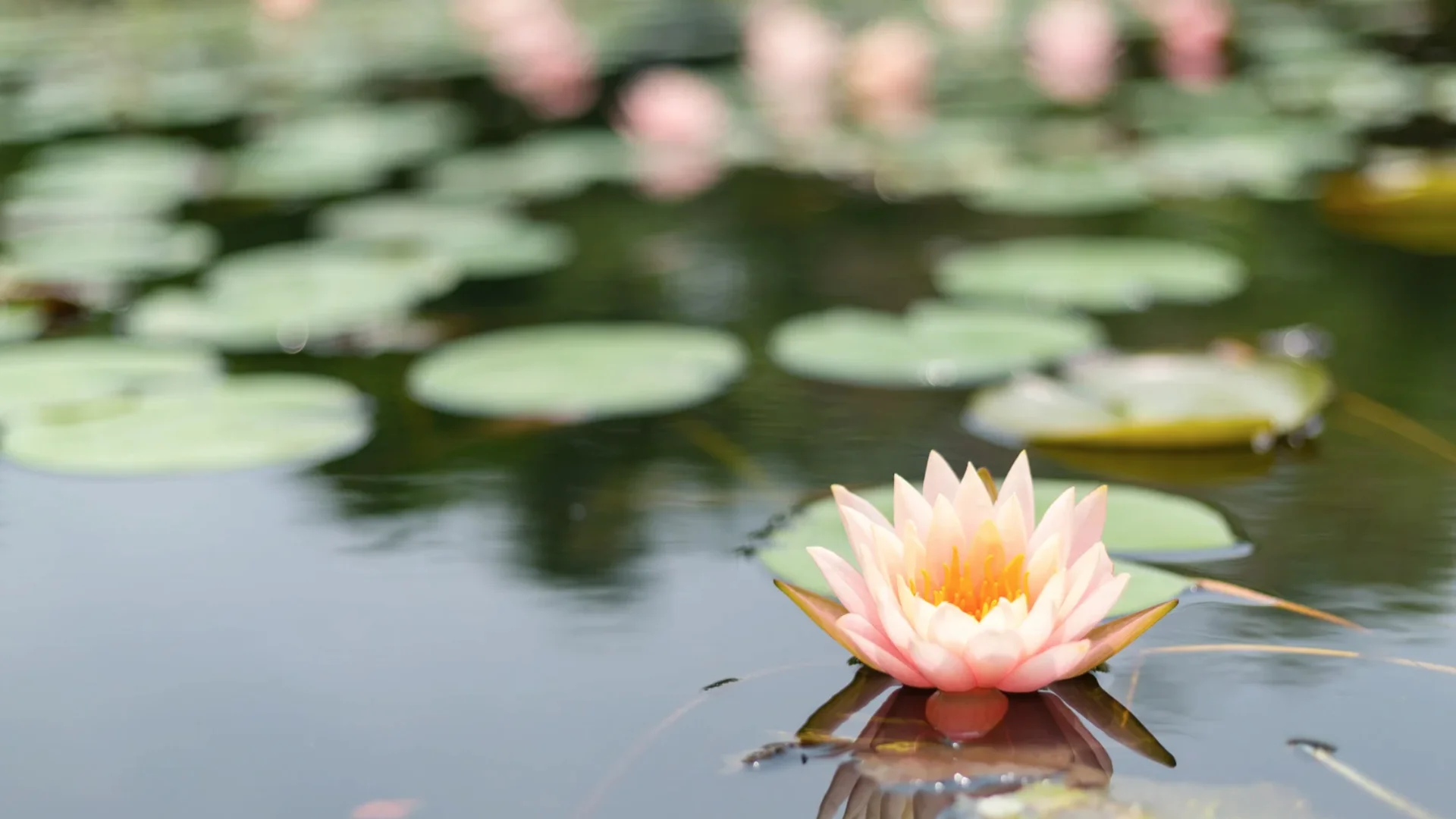 Illustrazione fotografica di un fiore di loto rosa e bianco in piena fioritura, che emerge luminoso e pulito da acqua scura e stagnante. Simboleggia la salute cellulare e la bellezza che fioriscono superando il 'blocco' dell'infiammazione di basso grado e del gonfiore cronico.