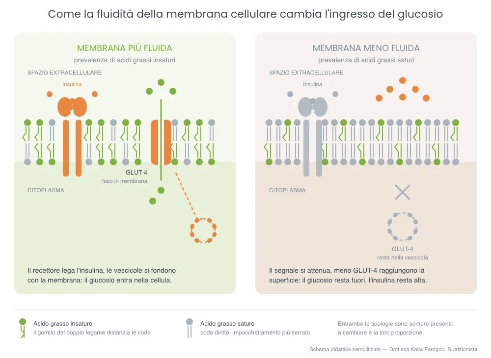 Confronto tra membrana cellulare più fluida e meno fluida: nella prima il GLUT-4 raggiunge la superficie e il glucosio entra nella cellula