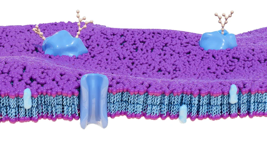 Rendering tridimensionale della membrana cellulare con doppio strato di fosfolipidi, proteine di trasporto e recettori di superficie